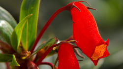 Thajská květena, Rechsteineria cardinalis