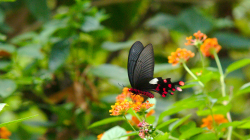 Jeden z thajských motýlů