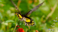 Jeden z thajských motýlů