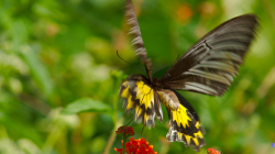 Jeden z thajských motýlů