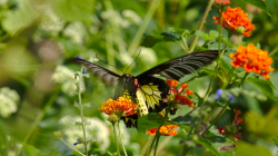 Jeden z thajských motýlů