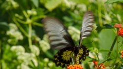 Jeden z thajských motýlů