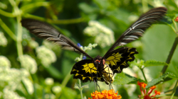 Jeden z thajských motýlů