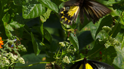 Jeden z thajských motýlů