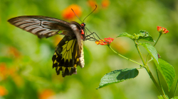 Jeden z thajských motýlů