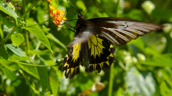 Jeden z thajských motýlů