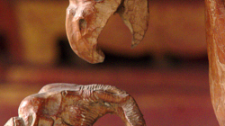 Orel vs slon, jak běžný souboj