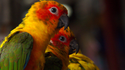 Papouchové na motorce