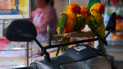 Papouchové na motorce