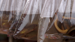 Prý po mě chtěli za fotku 20 báthů, ani jsem si toho nevšiml