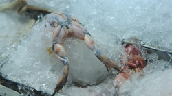 Já znal nějakýho doktora Žábu, nejste vy jeho syn?