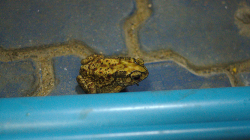 Noční návštěva, ani nezaklepal