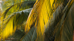 Mezinárodní festival balonů