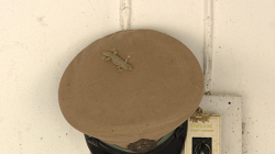 Gekoni si najdou teplé místo všude