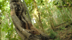 na ostrově v NP Kaeng Krachan