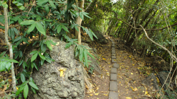 na ostrově v NP Kaeng Krachan