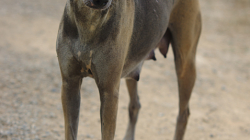 Téměř typický pes v Thajsku