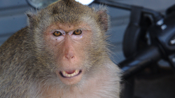 Opicos, tvářila se zle