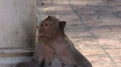 Opicos v Phetchanaburi