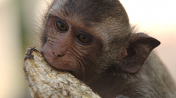 Opicos v Phetchanaburi