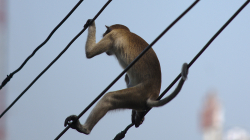 Opicos v Phetchanaburi