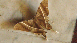 Tohle byl solidní macek