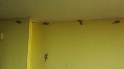 Pár gekonů nám dělalo společnost při