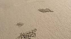 Palma - z písku vytvořil krab