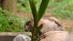 Třeba z toho vyroste palma