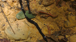 Pijavice, v džungli