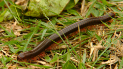 Stonožka, prej nekouše