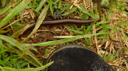 Stonožka, prej nekouše