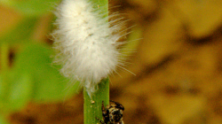 Pavouk si hlídal housenku