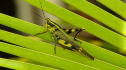 Dostal jsem se jí na kobylku