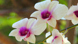 Orchideje nemohly chybět - Sonya\'s