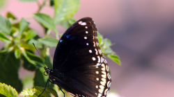 Motýli mně v Thajsku neustále učarovávali