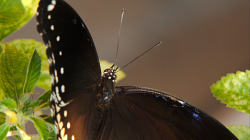 Motýli mně v Thajsku neustále učarovávali