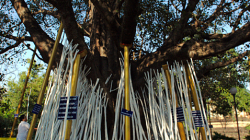 Na tyhle dřeva se napíše pravděpodobně přání a opře o strom, za 100THB