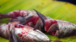 Trh Sompet Market v Chiang Mai