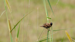 Něco thajského ptactva