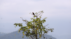 Něco thajského ptactva