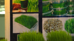 Pšeničný džus, nezkusil jsem