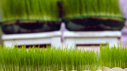 Pšeničný džus, nezkusil jsem