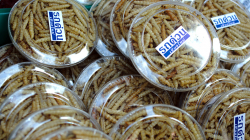 Sušení červi, místní to docela kupovali