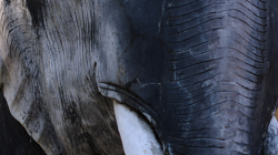 Poslední chrám v Chiang Mai