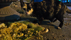 Hladové kočky / Hungry Cats