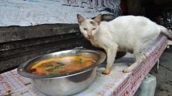 Sleduj packy / Watch the paws