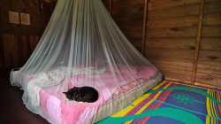 Najít kočku v posteli - to je sen - Find a cat in the bed - what a dream!