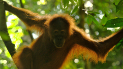 Orangutan