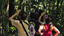 Ve větvích je orangutan / Orangutan in the branches